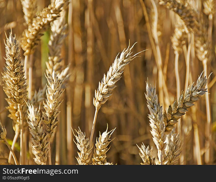 A close up of wheat illuminated by the Summer sun.