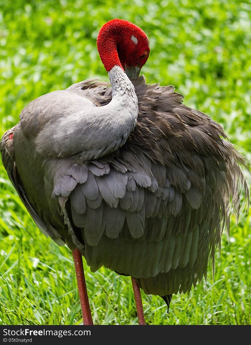 Sarus Crane preening it self in zoo