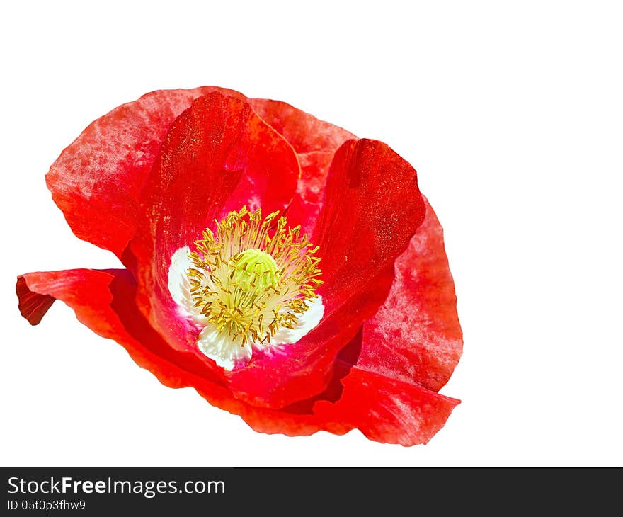 Bouquet of poppy flower