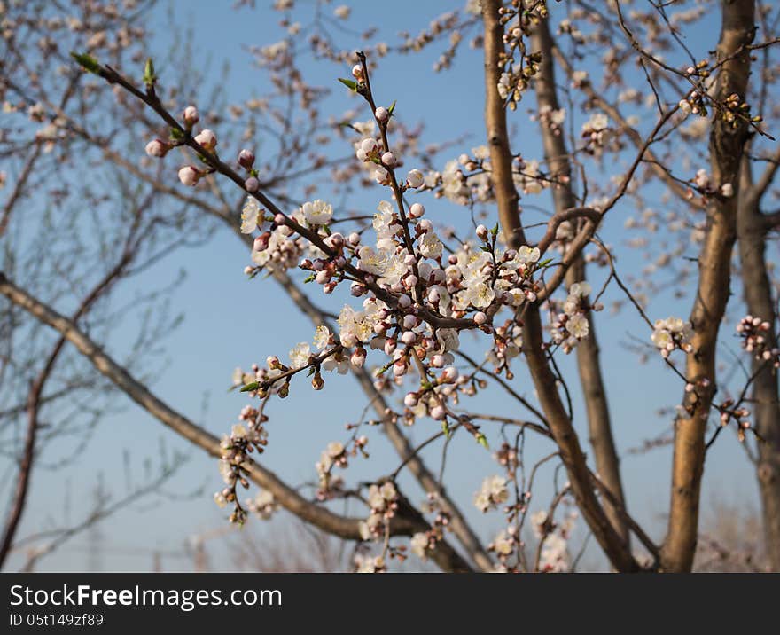 Apricot is a famous Chinese ornamental trees, its design and color is red and white, rouge over, flowers numerous pose jiao, as the spring breeze. Apricot can Beautiful apricot blossom based on before the court, wall corner, beside the road, the water, also can groupings, rooted in the slopes, waterside. At the same time made wood species apricot and desert and barren hills.