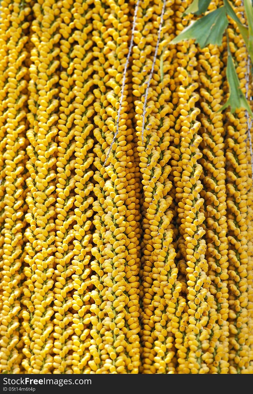 Yellow palm nuts hanging on palm tree as background