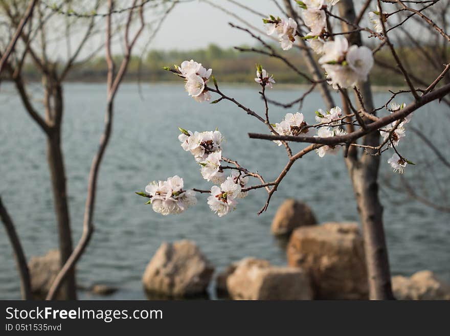 Apricot is a famous Chinese ornamental trees, its design and color is red and white, rouge over, flowers numerous pose jiao, as the spring breeze. Apricot can Beautiful apricot blossom based on before the court, wall corner, beside the road, the water, also can groupings, rooted in the slopes, waterside. At the same time made wood species apricot and desert and barren hills.