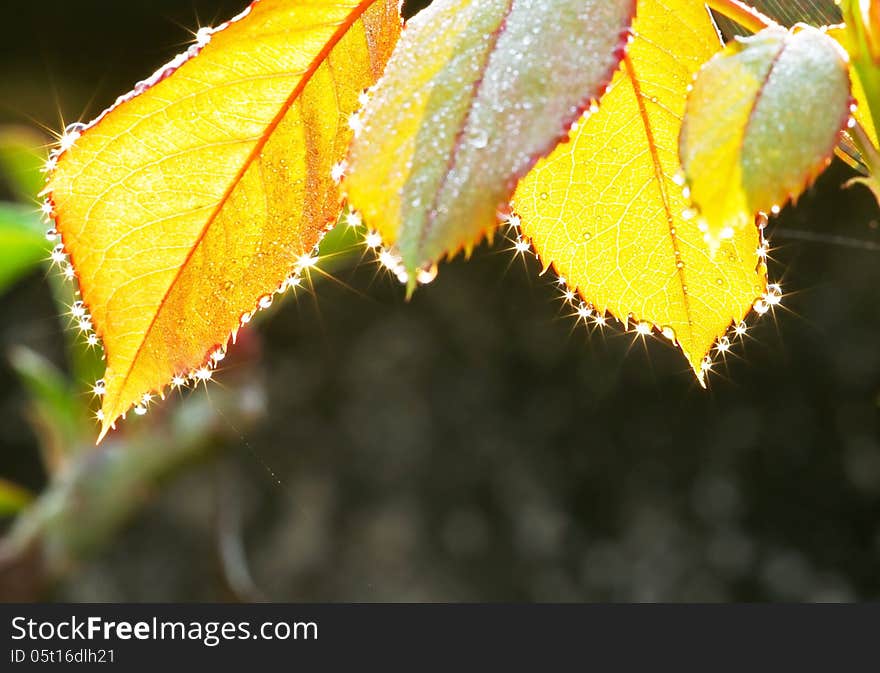 Rose leaves transparency with dewdrop reflection