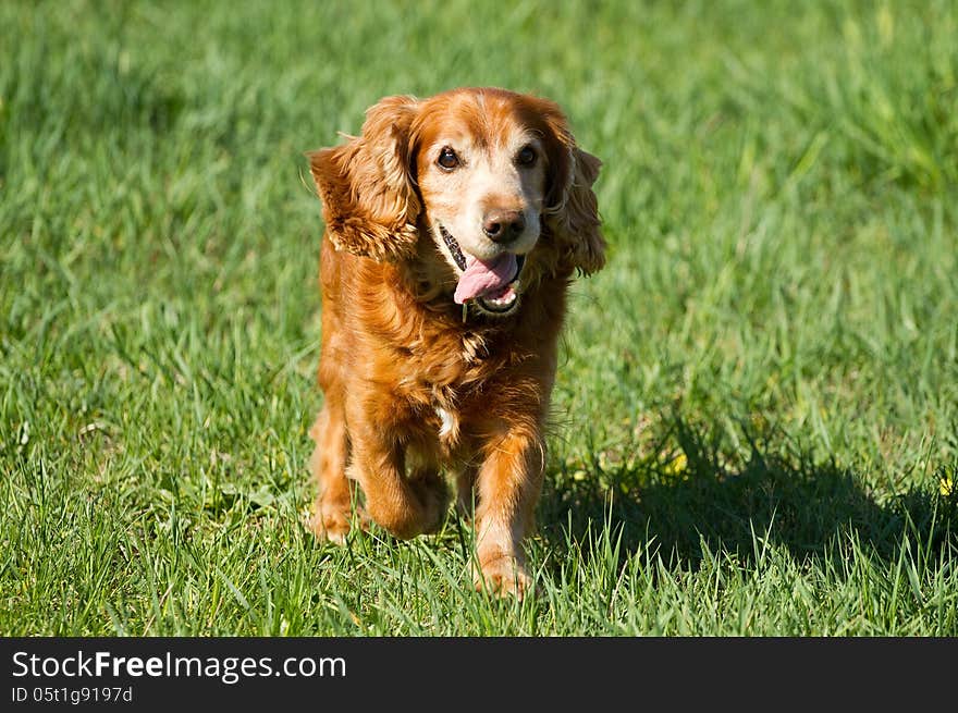 Cocker Spaniel