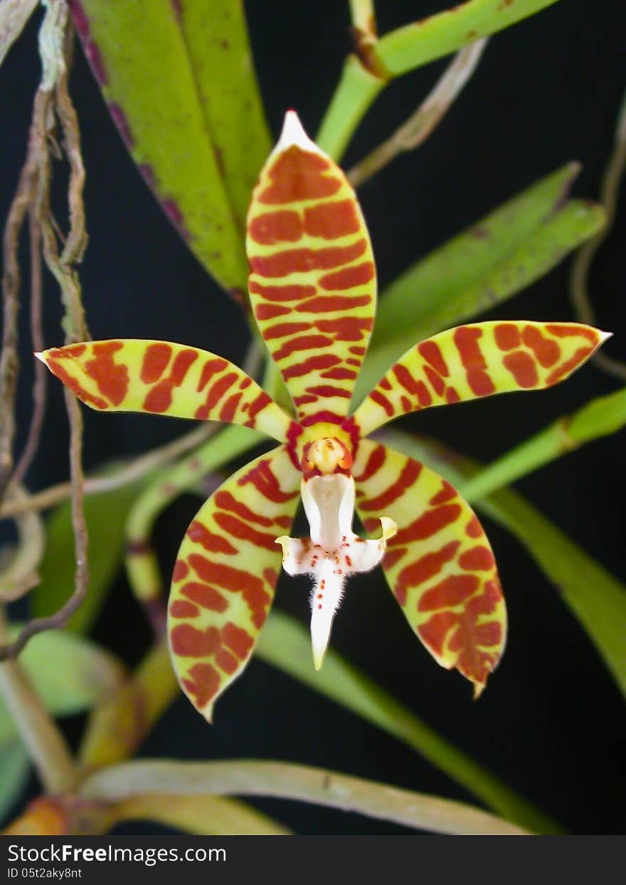 Staurochilus fasciatus Rare species wild orchids in forest of Thailand, This was shoot in the wild nature