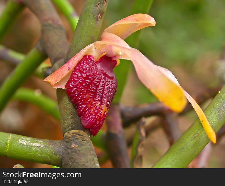 Wild orchids in forest of Thailand