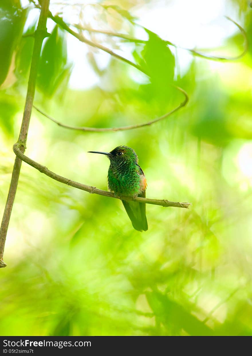 The Rufous-tailed Hummingbird (Amazilia tzacatl) perched on a branch in Costa Rica. The Rufous-tailed Hummingbird (Amazilia tzacatl) perched on a branch in Costa Rica