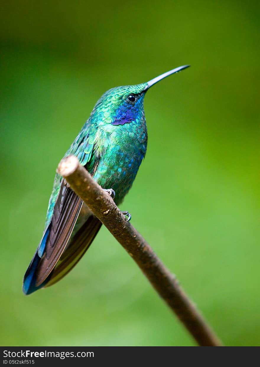 The Green Violetear (Colibri thalassinus) perched on a branch in Costa Rica. The Green Violetear (Colibri thalassinus) perched on a branch in Costa Rica