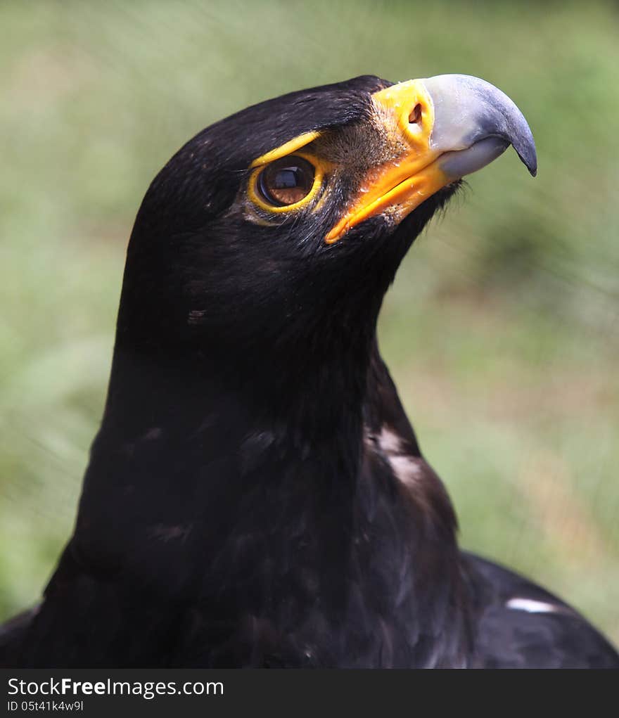 Close up portrait of Vereauxs black eagle (Aquila verreauxii) looking up, head only. Close up portrait of Vereauxs black eagle (Aquila verreauxii) looking up, head only