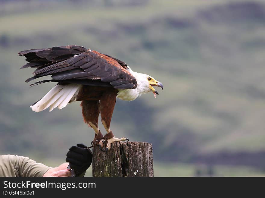 Trainer with hands in gloves holding African fish eagle (haliaeetus vocifer) captive at falconry. Trainer with hands in gloves holding African fish eagle (haliaeetus vocifer) captive at falconry