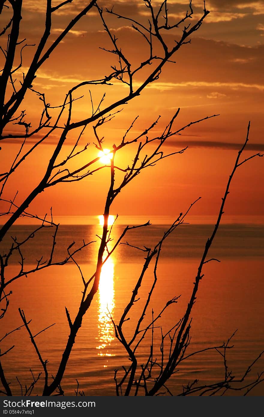 Baltic sea golden summer sunset,branches of tree. Baltic sea golden summer sunset,branches of tree