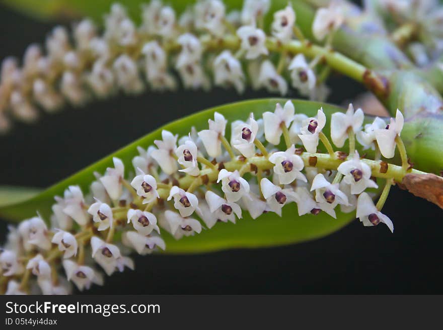 Eria floribunda Rare species wild orchids in forest of Thailand, This was shoot in the wild nature