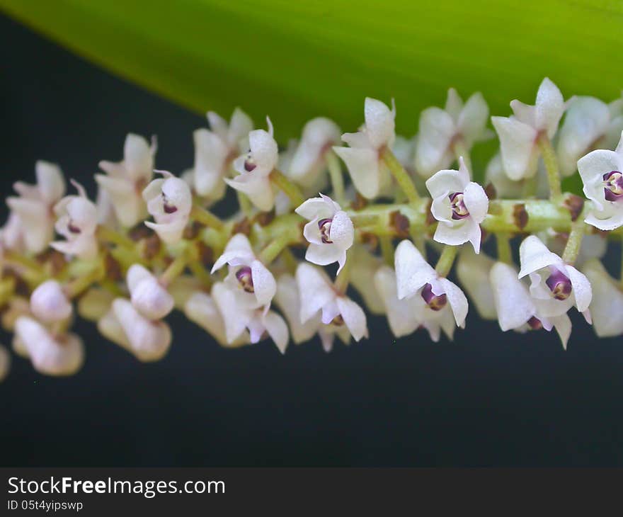 Wild orchids in forest of Thailand