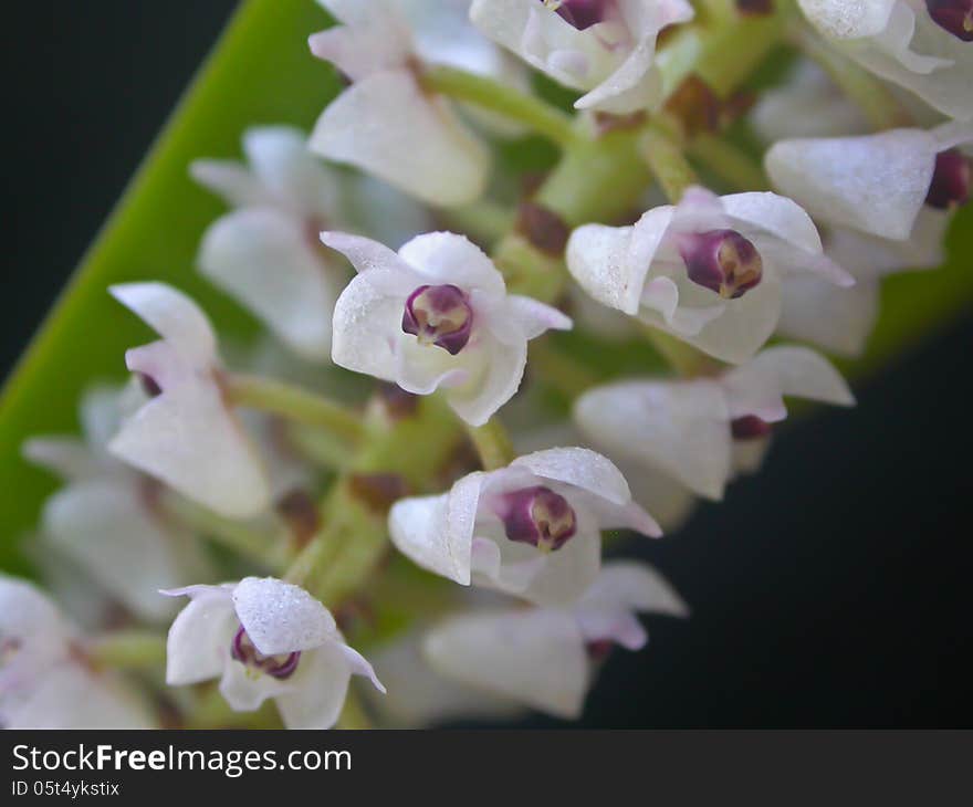 Eria floribunda Rare species wild orchids in forest of Thailand, This was shoot in the wild nature