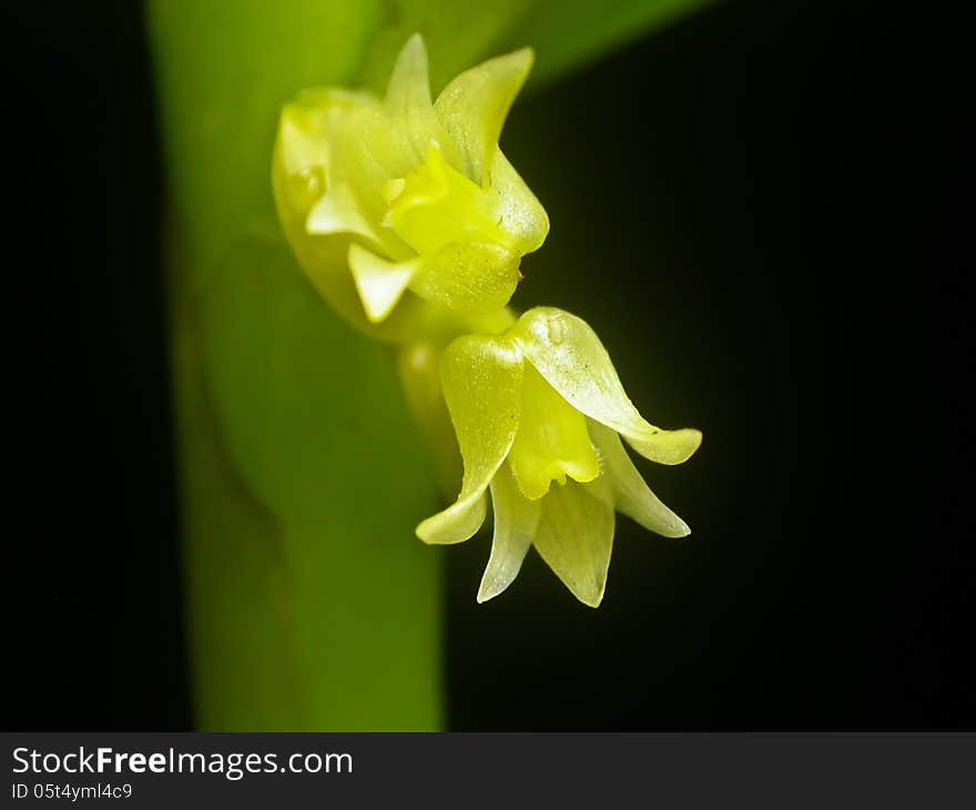 Eria biflora Rare species wild orchids in forest of Thailand, This was shoot in the wild nature