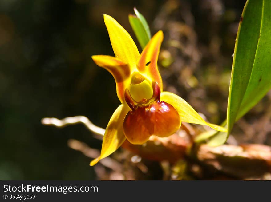 Wild Orchids In Forest Of Thailand