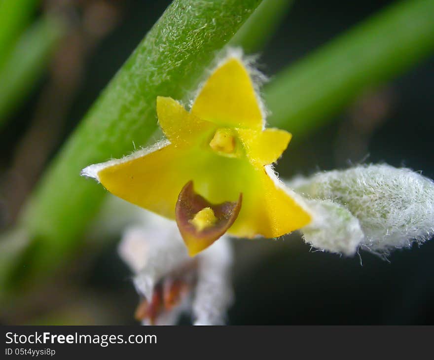 Eria pannea Rare species wild orchids in forest of Thailand, This was shoot in the wild nature