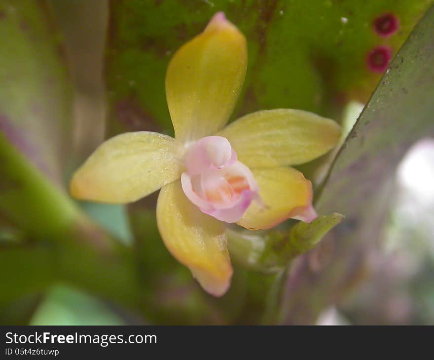 Diploprora championii Rare species wild orchids in forest of Thailand, This was shoot in the wild nature