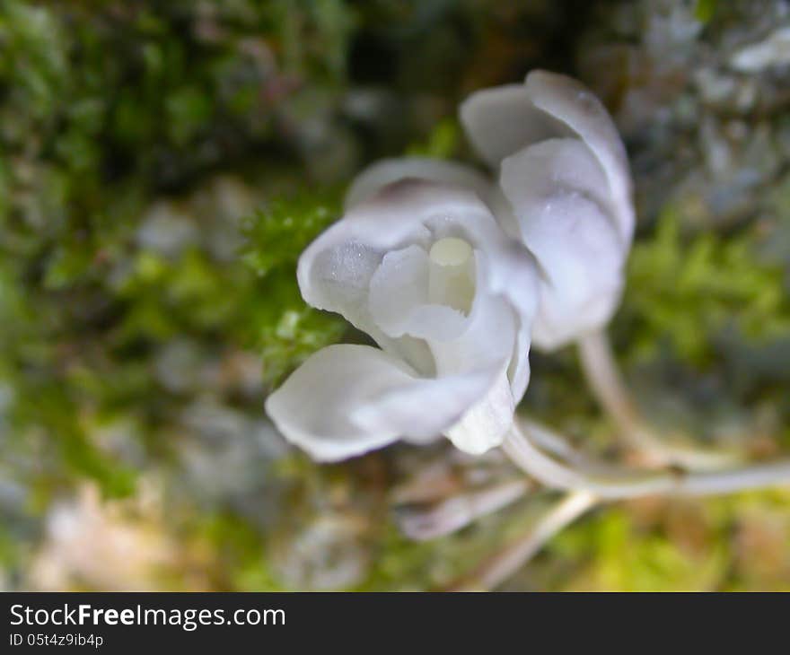 Wild orchids in forest of Thailand