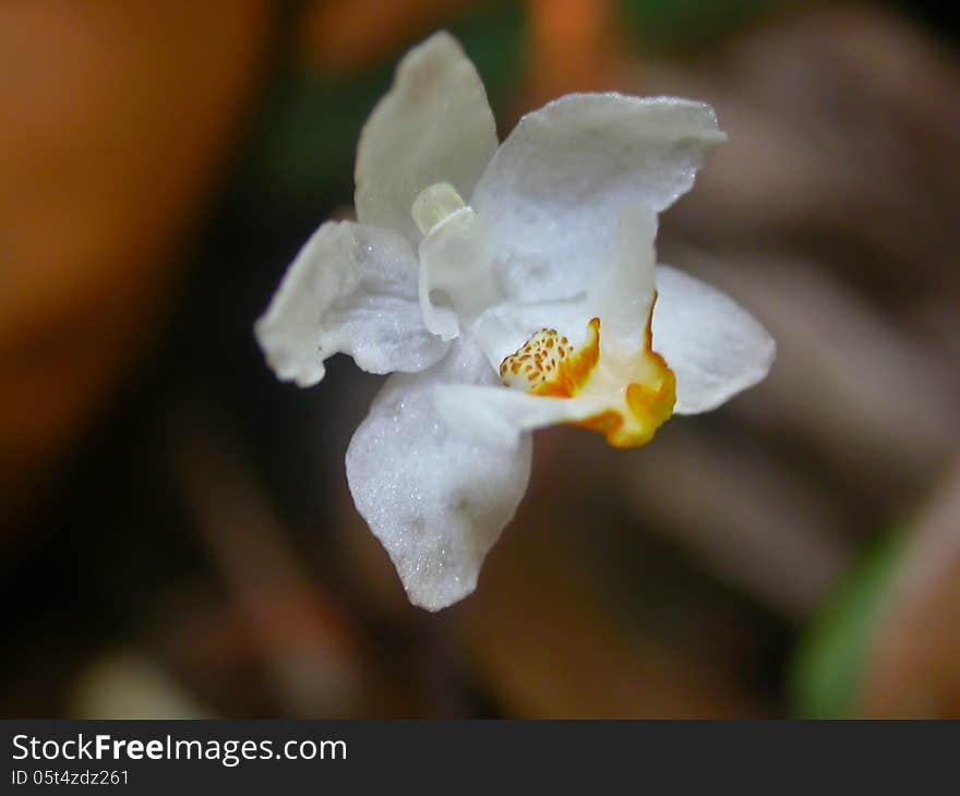 Didymoplexiopsis khiriwongensis Rare species wild orchids in forest of Thailand, This was shoot in the wild nature