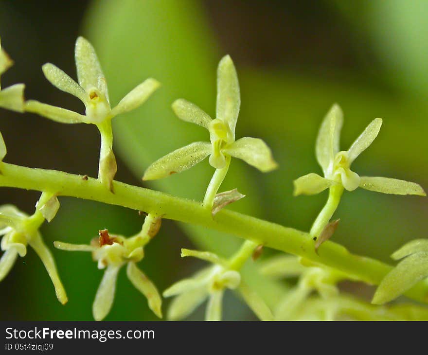 Wild orchids in forest of Thailand