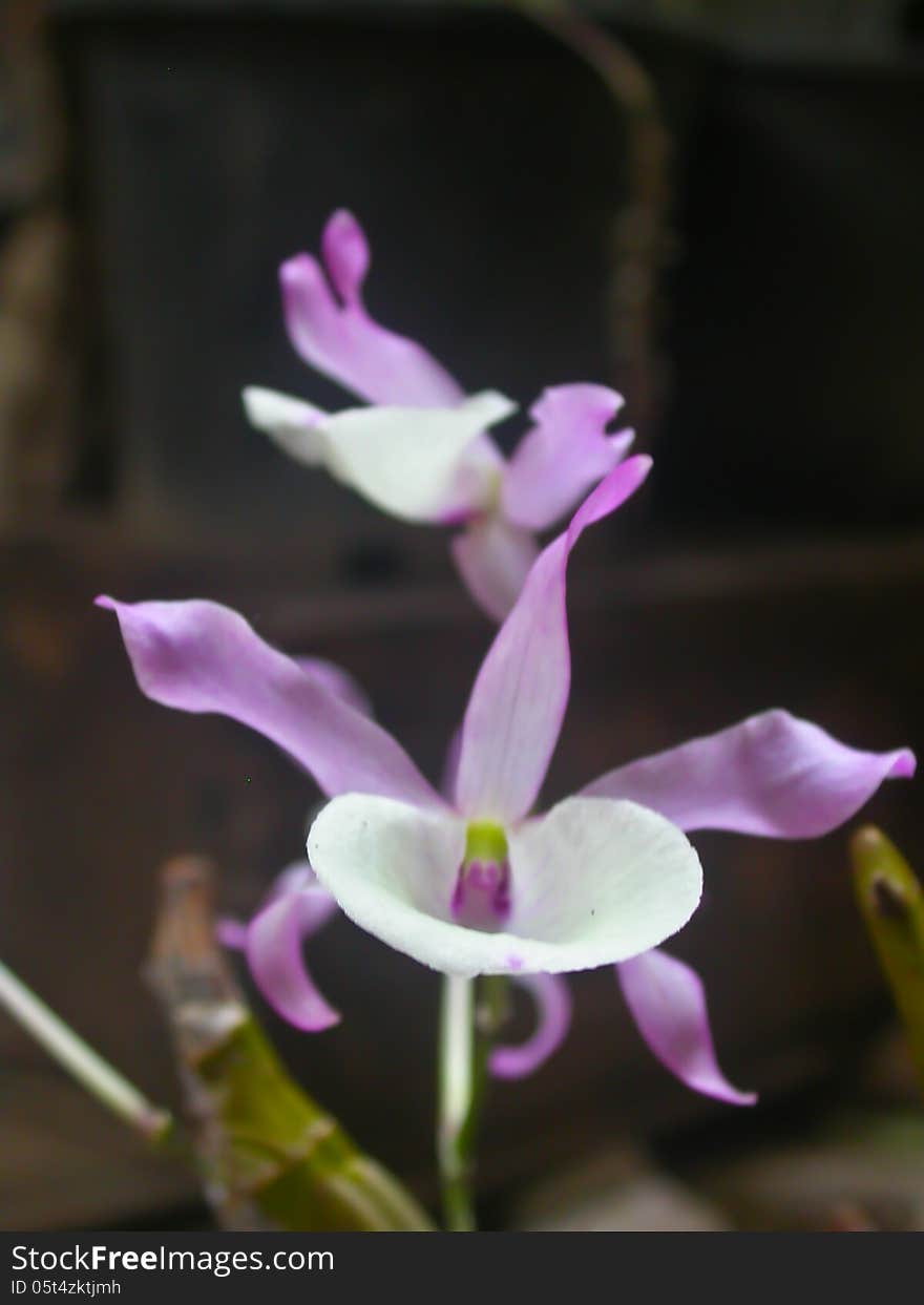 Wild orchids in forest of Thailand