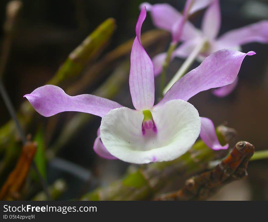 Dendrobium tortile Rare species wild orchids in forest of Thailand, This was shoot in the wild nature
