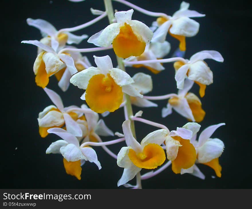 Wild orchids in forest of Thailand