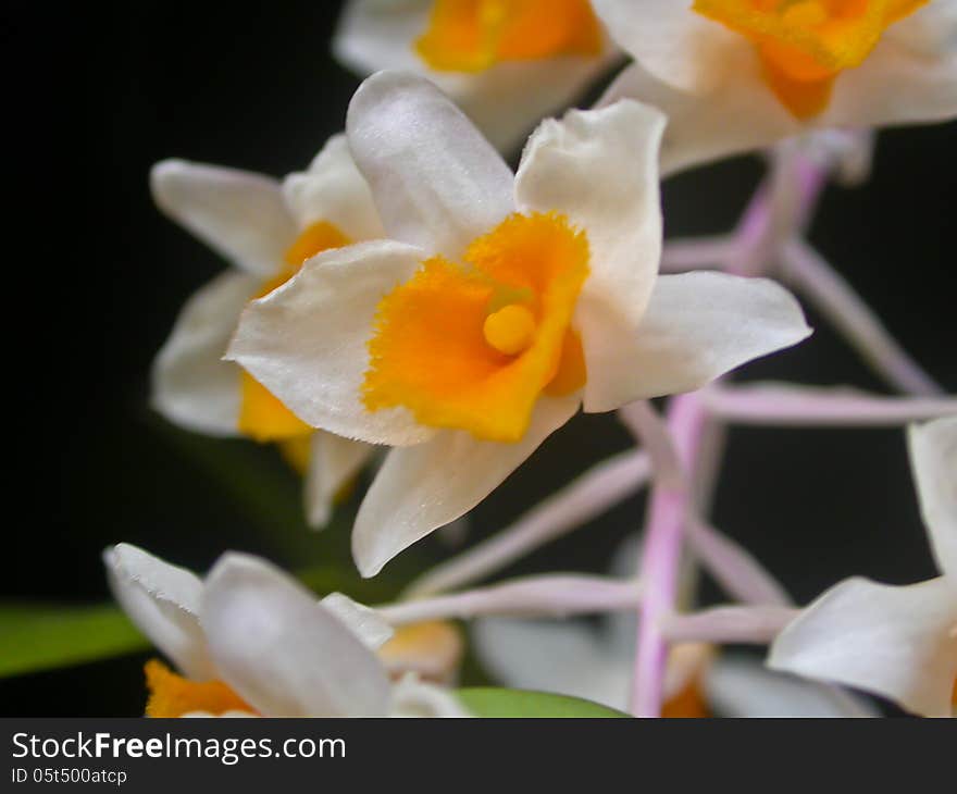 Dendrobium thyrsiflorum Rare species wild orchids in forest of Thailand, This was shoot in the wild nature