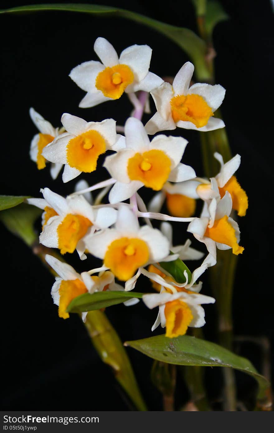 Dendrobium thyrsiflorum Rare species wild orchids in forest of Thailand, This was shoot in the wild nature