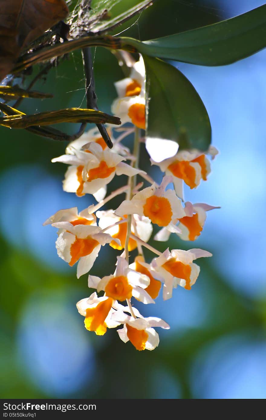 Dendrobium thyrsiflorum Rare species wild orchids in forest of Thailand, This was shoot in the wild nature