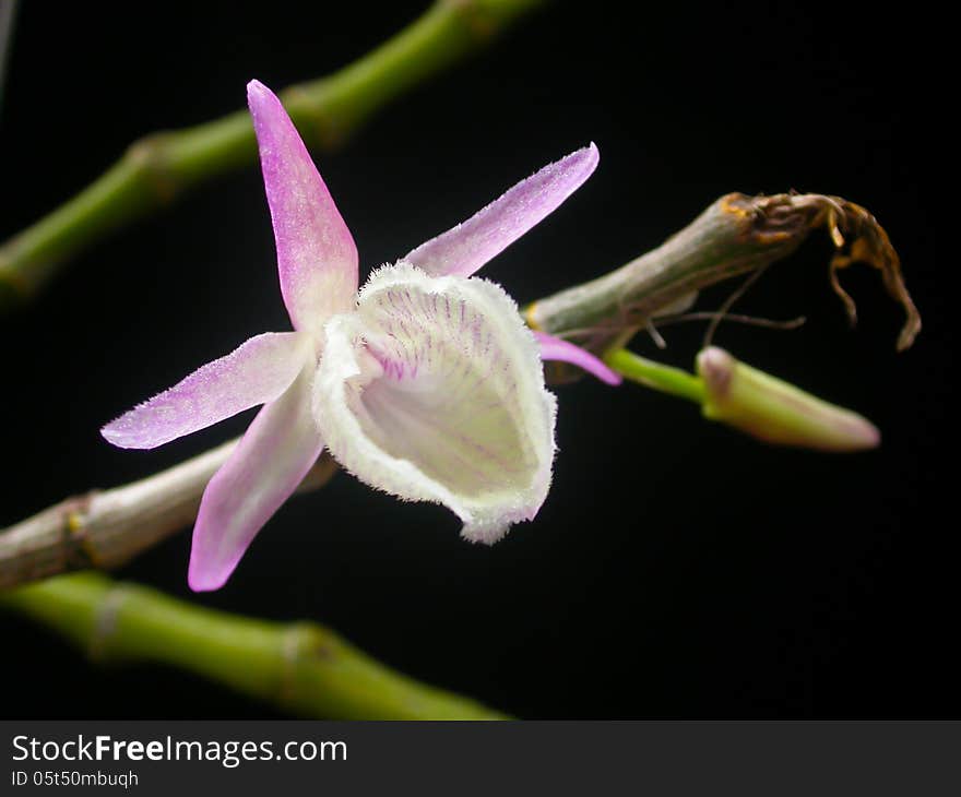 Wild orchids in forest of Thailand