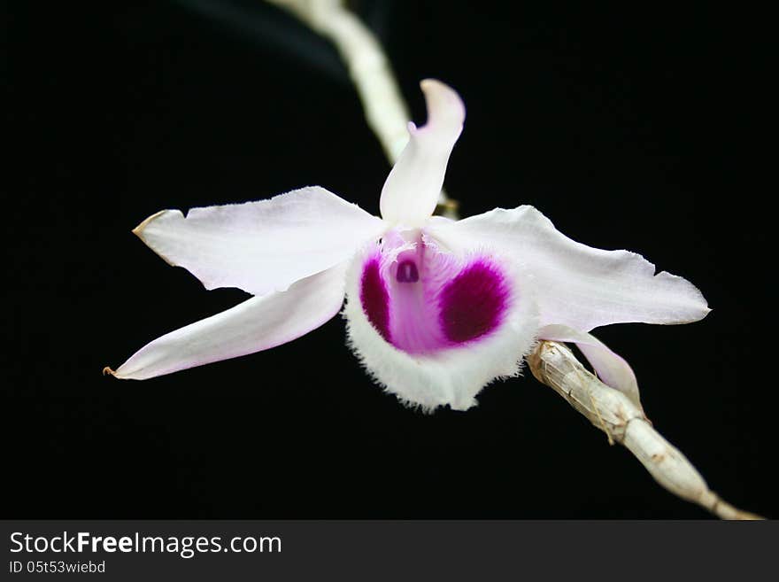 Dendrobium anosmum Rare species wild orchids in forest of Thailand, This was shoot in the wild nature