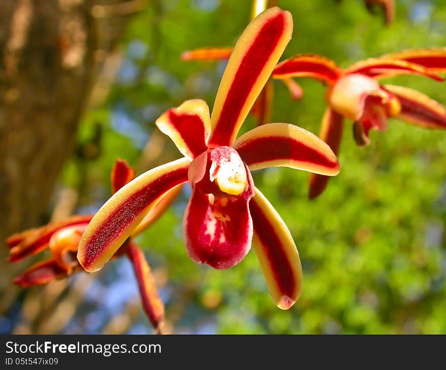 Cymbidium bicolor Rare species wild orchids in forest of Thailand, This was shoot in the wild nature