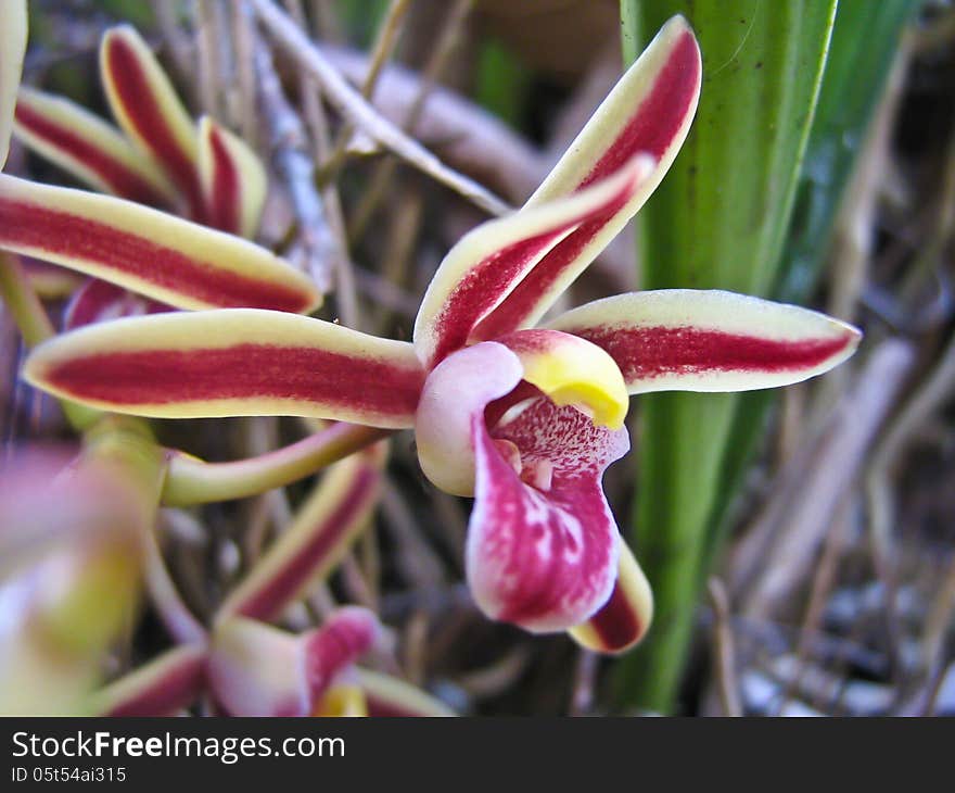 Cymbidium bicolor Rare species wild orchids in forest of Thailand, This was shoot in the wild nature