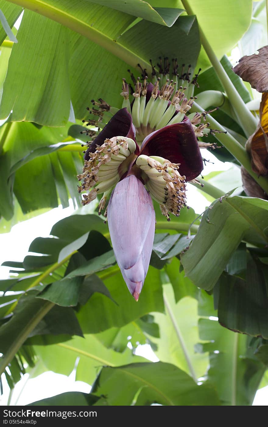 Banana blossom green in thailand