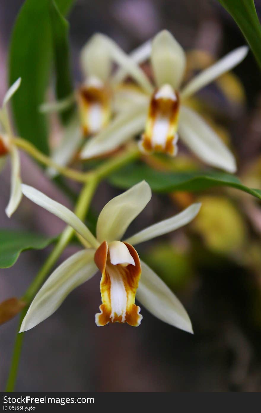 Wild orchids in forest of Thailand