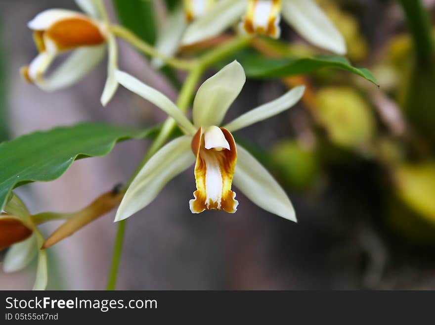 Coelogyne trinervis Rare species wild orchids in forest of Thailand, This was shoot in the wild nature