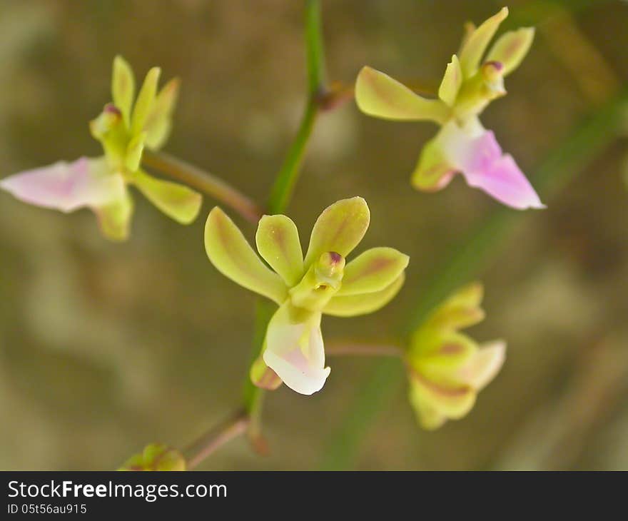 Cleisostoma simondii Rare species wild orchids in forest of Thailand, This was shoot in the wild nature