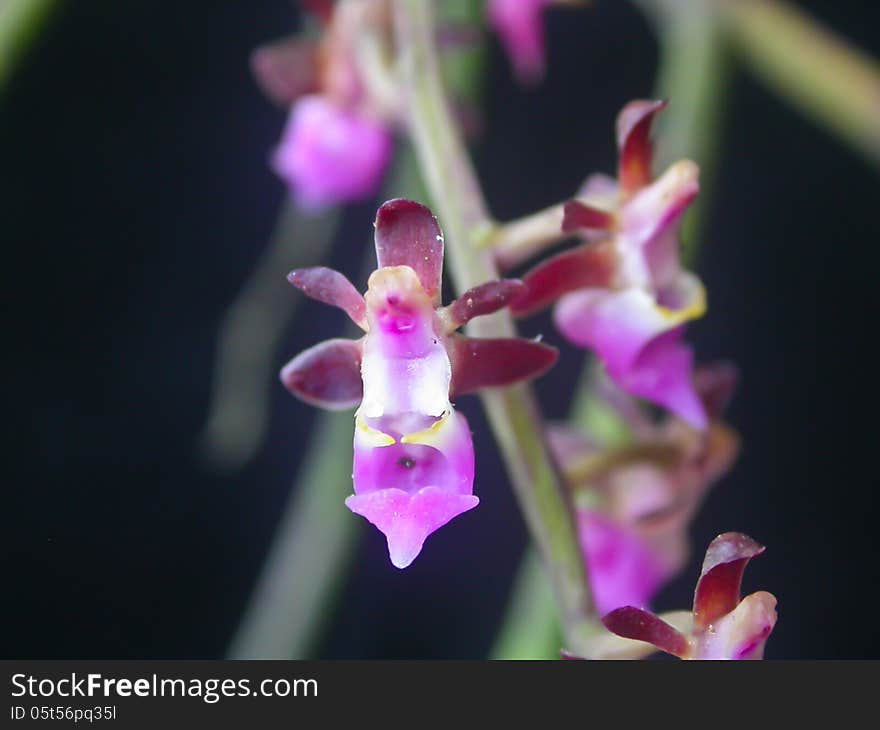 Cleisostoma rolfeanum Rare species wild orchids in forest of Thailand, This was shoot in the wild nature
