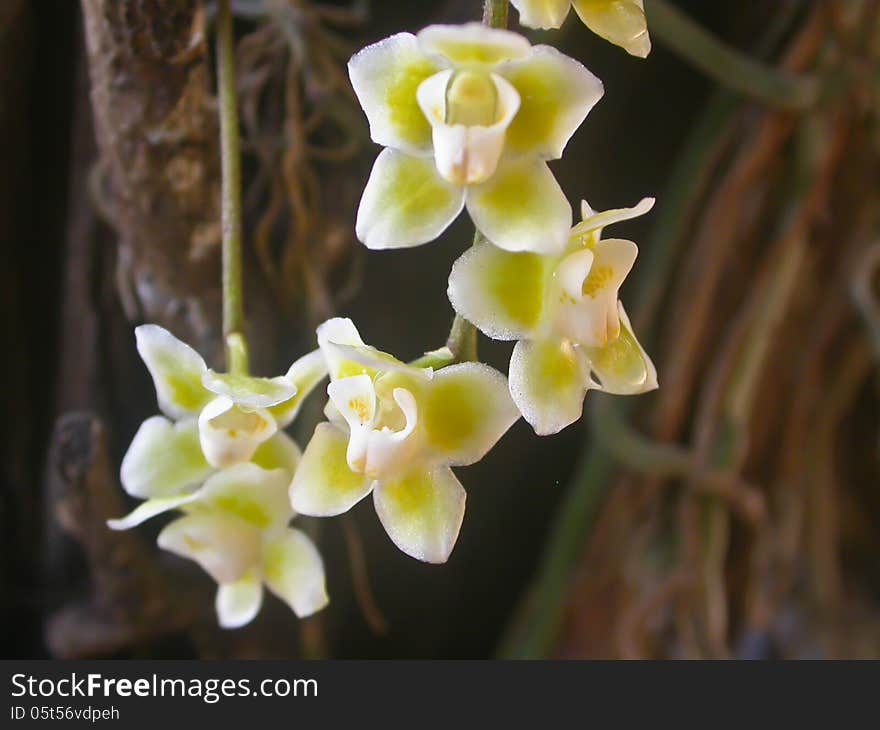 Chiloschista viridiflava Rare species wild orchids in forest of Thailand, This was shoot in the wild nature