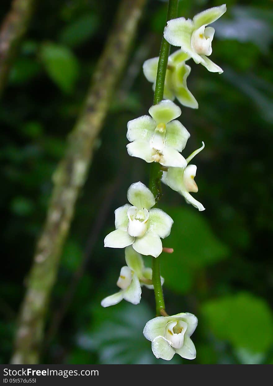 Wild orchids in forest of Thailand