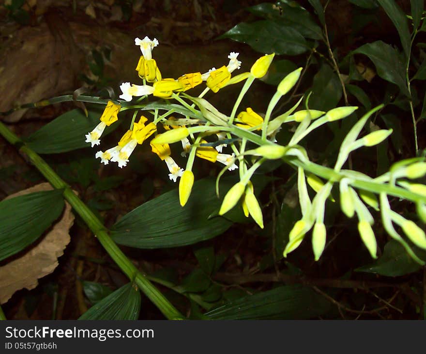 Wild orchids in forest of Thailand