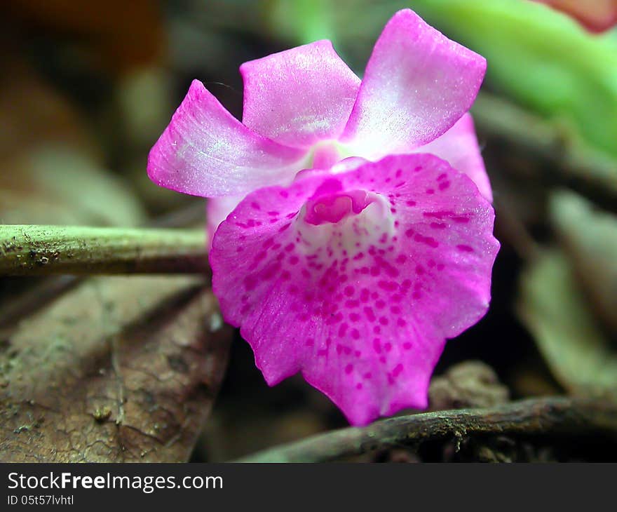 Calanthe labrosa Rare species wild orchids in forest of Thailand, This was shoot in the wild nature