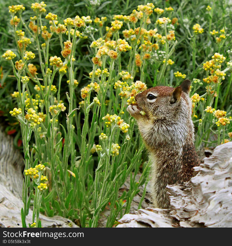 California ground squirrel (Otospermophilus beecheyi) gnawing wild flowers in California shoreline