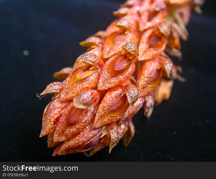 Bulbophyllum morphologorum Rare species wild orchids in forest of Thailand, This was shoot in the wild nature