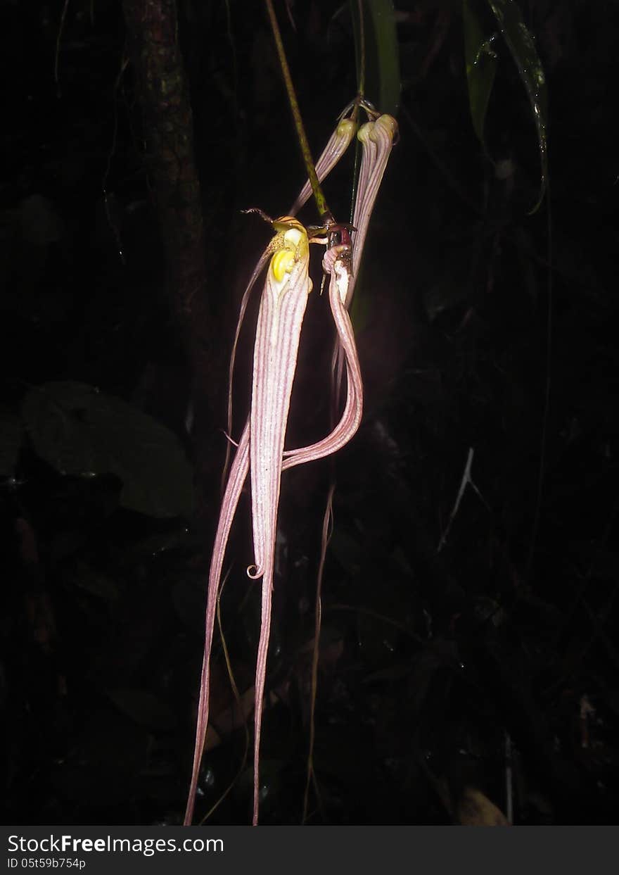 Wild orchids in forest of Thailand