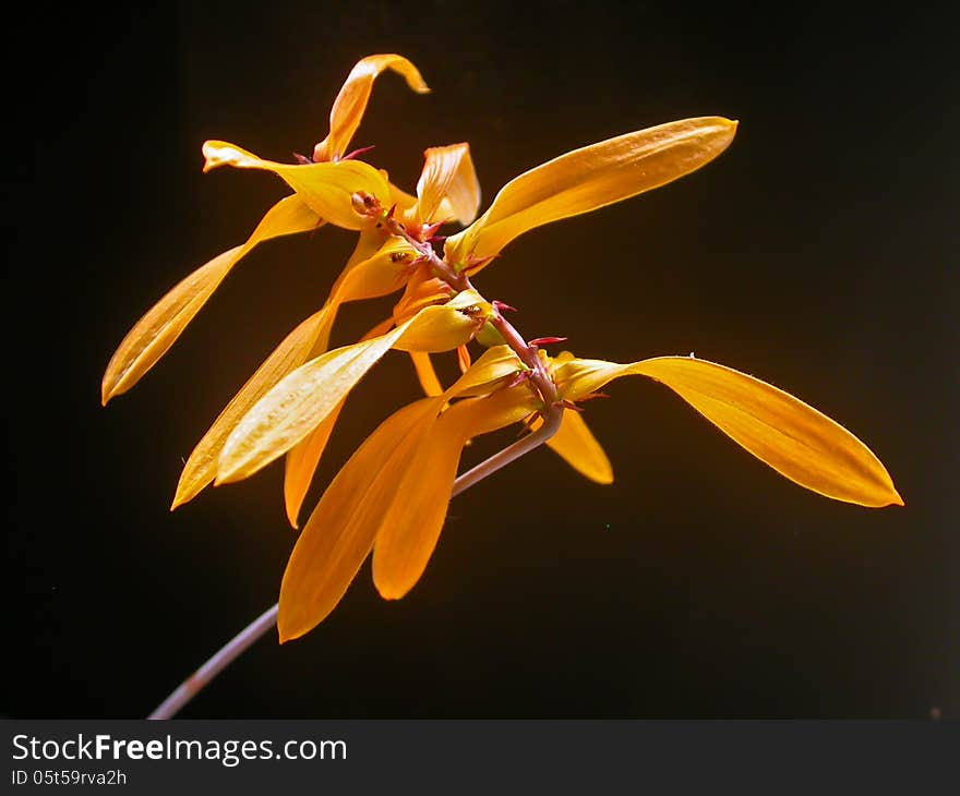 Wild orchids in forest of Thailand