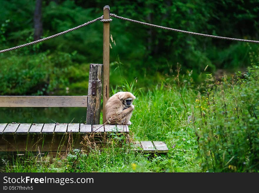 A sitting monkey at Kolmården zoo, Sweden