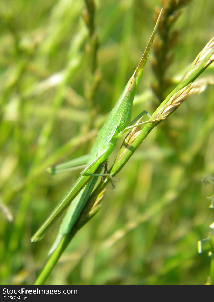 Grass grasshopper